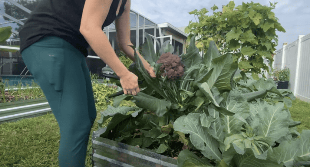 Harvest Vegetables